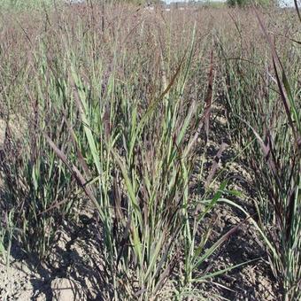 Panicum virgatum 'Heiliger Hain'