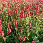 Persicaria amplexicaulis 'JS Delgado Macho' - 