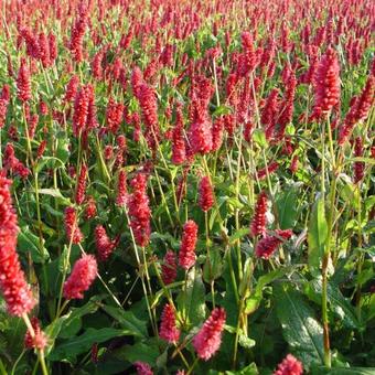 Persicaria amplexicaulis 'JS Delgado Macho'