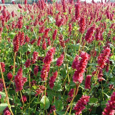 Persicaria amplexicaulis 'Lisan' - Persicaria amplexicaulis 'Lisan'