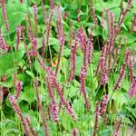 Persicaria amplexicaulis 'Seven Oaks Village' - 