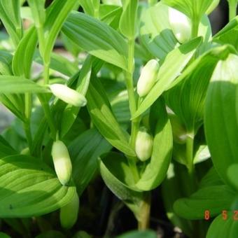 Polygonatum humile