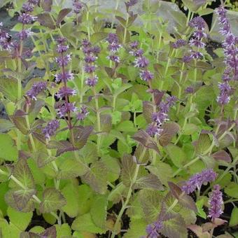 Salvia verticillata 'Hannays Blue'