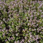 Thymus x citriodorus - Thym citron - Thymus x citriodorus