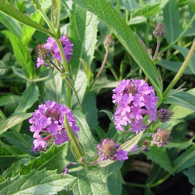 Verbena rigida - 