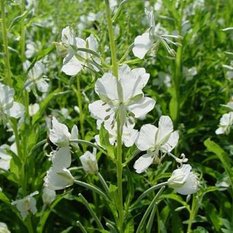 Epilobium angustifolium 'Alba'