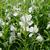 Epilobium angustifolium 'Alba'