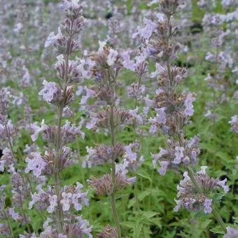 Nepeta x faassenii 'Gletschereis'