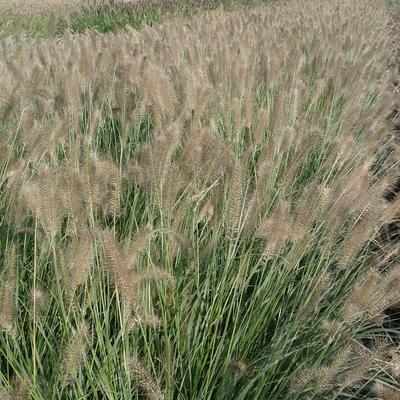 Pennisetum alopecuroides 'Reborn' - Pennisetum alopecuroides 'Reborn'