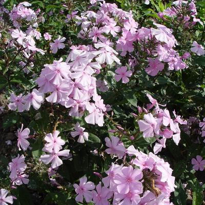 Phlox paniculata  'Lichtspel' - 