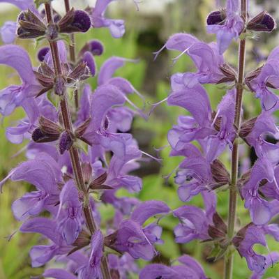 Salvia x sylvestris 'Rhapsody in Blue' - 