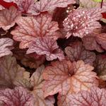 Heuchera 'Berry Smoothie' - 