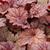 Heuchera 'Berry Smoothie'