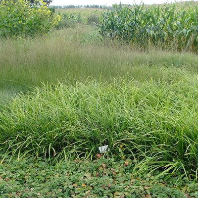 Carex morrowii 'JS Mosten' - Carex morrowii 'JS Mosten'