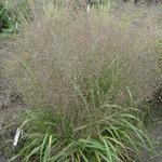 Eragrostis trichoides - Eragrostis trichoides