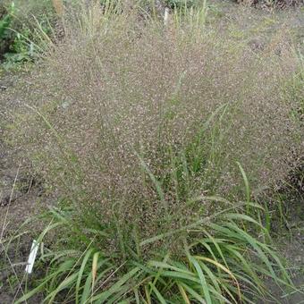 Eragrostis trichoides