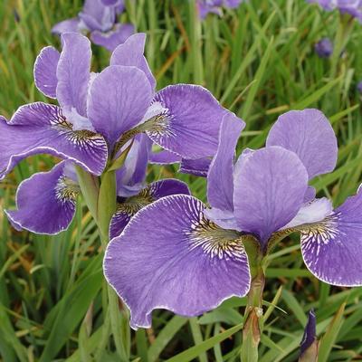 Iris sibirica 'Silver Edge'