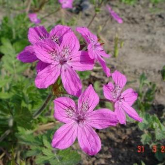 Erodium manescavii