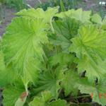 Heuchera villosa var. macrorhiza - 