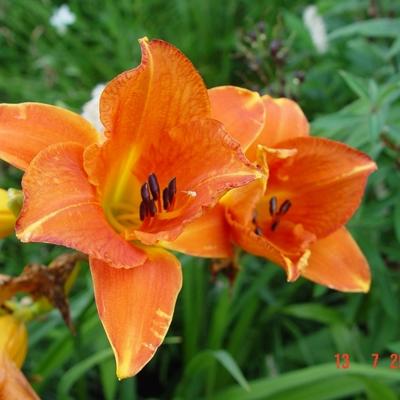 Hemerocallis 'Mauna Loa' - Hemerocallis 'Mauna Loa'