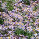 Aster JS 'Eleven Purple' - 