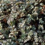 Acaena saccaticupula - 