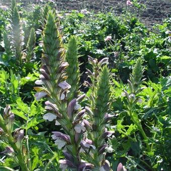 Acanthus 'Mornings Candle'