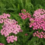 Achillea millefolium 'Pink Grapefruit' - 