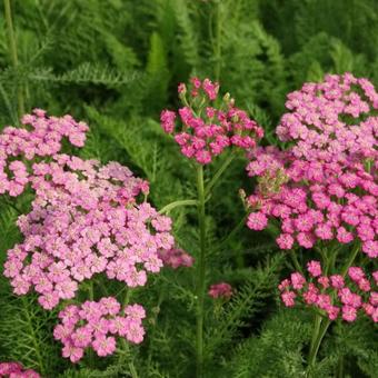 Achillea millefolium 'Pink Grapefruit'