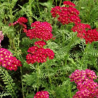 Achillea millefolium 'Pomegranate'