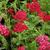 Achillea millefolium 'Pomegranate'