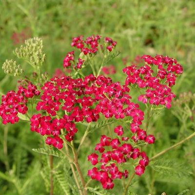 Achillea millefolium 'Summerwine'