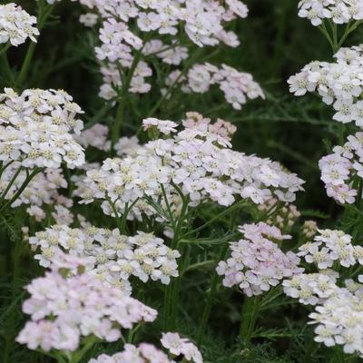 Achillea millefolium 'Wonderful Wampee'