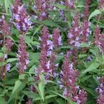 Agastache 'Linda'