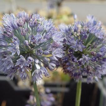 Allium wallichii