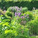 Allium 'Gladiator' - 