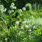 Allium 'Mont Blanc' - Allium 'Mont Blanc'