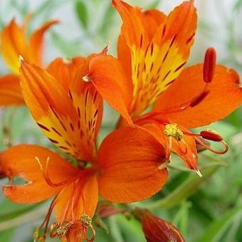 Alstroemeria aurea 'Orange King'