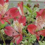 Alstroemeria 'Freedom' - 