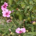 Hanfblättriger Eibisch - Althaea cannabina