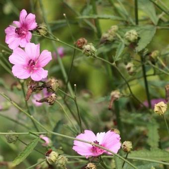 Althaea cannabina