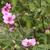 Althaea cannabina