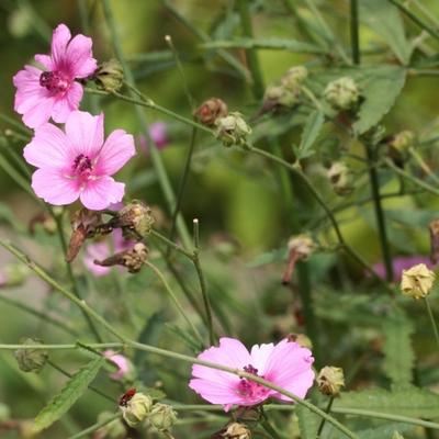 Althaea cannabina - 