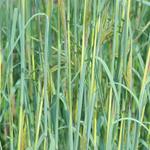 Andropogon gerardii 'Yellow Arrow' - 