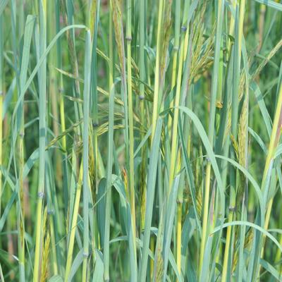 Andropogon gerardii 'Yellow Arrow'