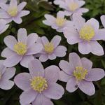 Anemone nemorosa 'Blue Beauty' - 