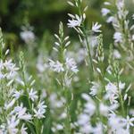 Anthericum liliago - Traubige Graslilie