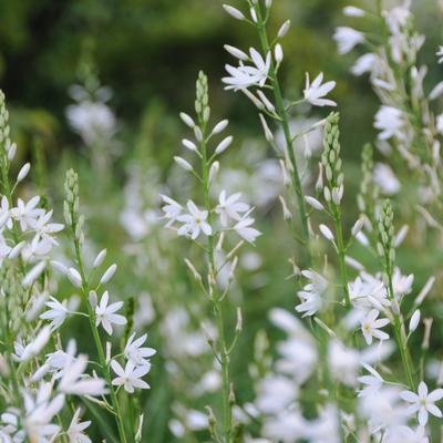 Anthericum liliago - Phalangère à fleurs de Lis