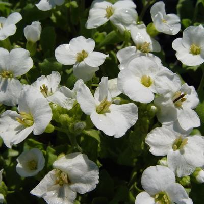 Arabis caucasica 'Snowcap' - 