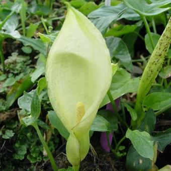 Arum maculatum